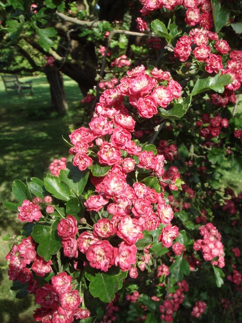 Crataegus laevigata 'Paul's Scarlet' (2)
